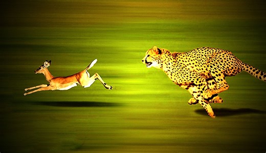 猎豹自然界的速度王者，千万年纪录保持者！