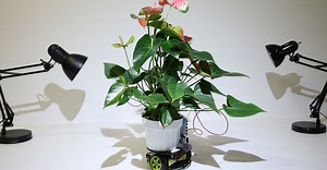 Mobiler Pflanzen-Roboter: Cyborg „Elowan“ hat natürliche Superkräfte