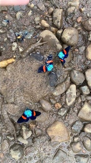 Colorful Butterflies Up Close | A Gentle Nature Moment #butterfiesshorts #viralshorts