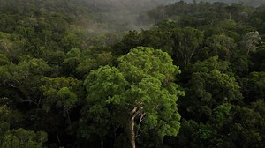 Amazon rainforest to reach 'tipping point' by 2050 due to 'stress': Study