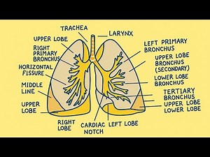 Lungs Drawing | Easy Labeled Diagram | Human Respiratory System