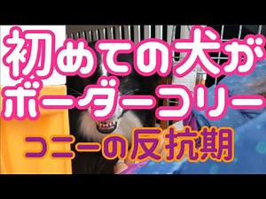 初めて飼う犬がボーダーコリーだった場合…反抗期・最も賢いと言われるボーダーコリーって本当に飼いやすい！？しつけの重要さ / If your first dog was a Border Collie