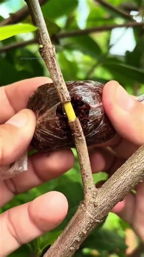 Air Layering: The Best Technique for Propagating Fruit Trees