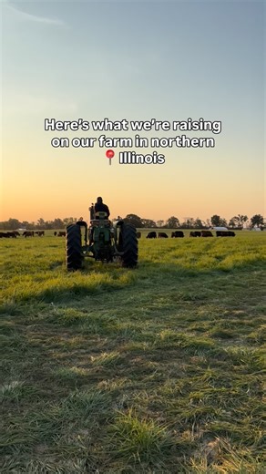 Wanda Farms on Instagram: "Our farm is home to a variety of animals. • Mixed herd of red devon, angus, and murray gray breed cattle (occasionally others) 🐂 • Rare, unique berkshire/idaho pasture pig and duroc/magnalica/red wattle cross heritage breed hogs 🐗 • Rhode island red egg laying hens 🐣 • Cornish cross chickens 🐓 So you can get (delivered to your door): • 100% grass fed and finished beef 🥩 • Pasture raised heritage pork, chicken, and eggs 🥓🍗🍳 Learn more by clicking the link in our