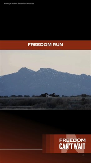 Every so often, a wild mustang evades capture against all odds. Our roundup observer documented this mustang galloping ghost-like in the opposite direction of incoming bands and away from the trap site. Was it gall? Instinct? A determination to fight? Whatever carried them to safety, that moment of escape is an act of courage and defiance. They saw an opportunity and took decisive action. Let's follow the lead of the animals we're fighting to protect, and be brave, bold, and resolute. ✊ 💪 #swee