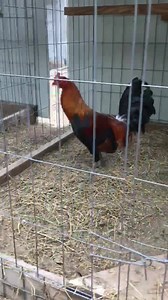 27K views · 1.1K reactions | Pure Mclean Hatch! Fowl Available Now! If interested please call Keith Graves at 918-510-4906 All Fowl Sold for Breeding Purposes only! Phone line Open from 6pm -10pm Central US time Monday-Friday. | Hatch Village Farms | Facebook