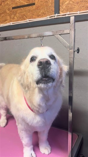 Grooming Maggie the Golden Retriever
