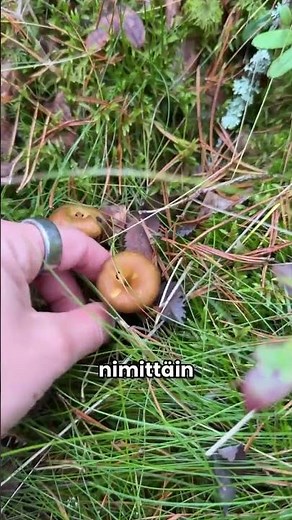 Kuinka löytää parhaat sienipaikat?