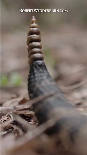 Ever Wonder How a Rattlesnake's Rattle Works?