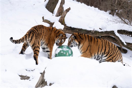 Columbus Zoo welcomes 2 new tigers