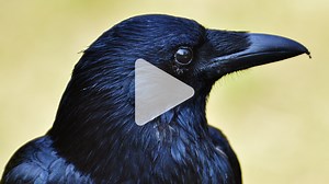 Why bird brains are more brilliant than anyone suspected