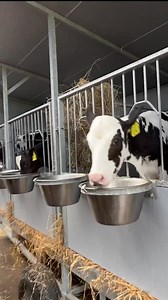1.3K views | Proper Feeding Calves ｜ Pretty Girl On Tractor ｜ Food For Cows | Cow Farm | Facebook