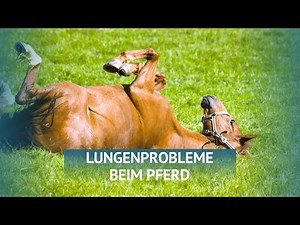 Lungenprobleme beim Pferd: Asthma, Bronchitis und mehr verstehen!