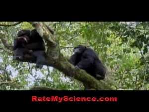 Chimps kill and eat enemy chimps, Rate My Science