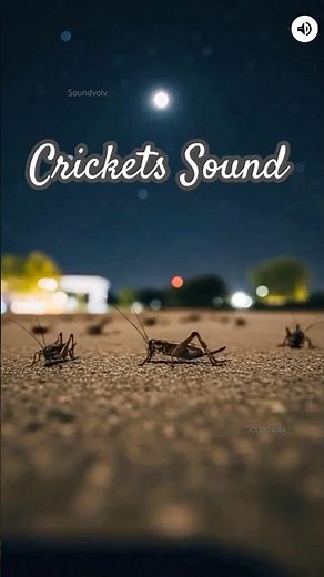 Crickets sound