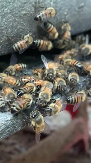 Worker Bees Protect the Hive | Carrying Their Fallen Member Outside