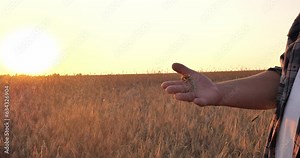 The agronomist holds an ear of wheat in his hand, studying it in the rays of the setting sun on the field. On the hand of the agronomist lies a golden ear of ripe wheat. Assessment of grain ripeness.