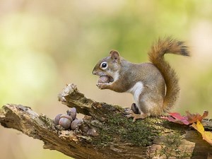 James Ward's Wildlife And Conservation Photography Presentation At Southbury Public Library