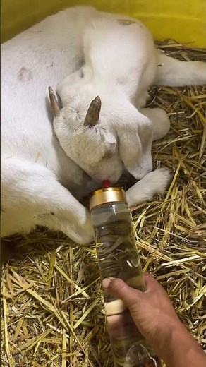 Lilian's little calf toy is accompanying her to drink water. 🧸💧 #goat #farming #funny #shorts