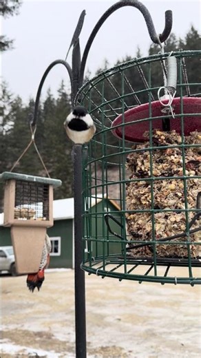 Watch How Fast This Chickadee Commits