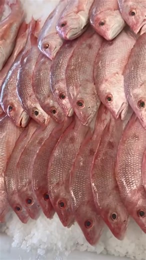 Whole Fish for the weekend 🇺🇸 American Red Snapper 🇲🇽 Snapper - Yellow Tail 🇺🇸 Black Bass 🇺🇸 Butterfish 🇺🇸 Spanish Mackerel 🇨🇦 Whiting Fish 🇬🇷 Mediterranean Sea Bass -Branzini 🇬🇷 Sea Bream 🇨🇦 Atlantic Salmon 📍 Shaker’s Fish Market 7539 Pearl Rd, Middleburg Heights, OH 44130 📞 (440) 625-0012 | Shaker’s Fish Market