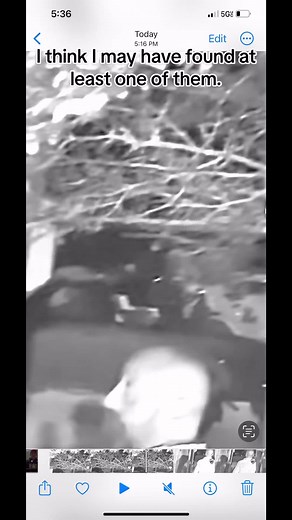 Las Vegas alien in black and white. The light amd shadows plays trick on the eye but this eliminates some of that. #lasvegasufo #alien_society #ovni #aliens #aliensinvegas #fyp #fypシ