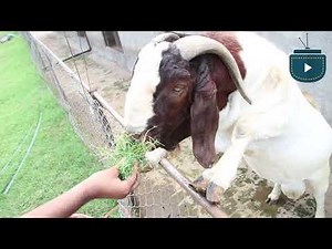 विदेश किन ? स्वदेशमै केहि गर्न सकिन्छ बोयर खसी फर्म (Born In Nepal)#Pocket Creation