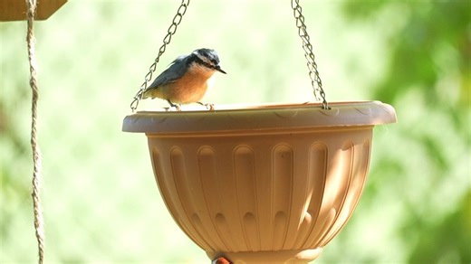 红胸䴓Red-breasted Nuthatch