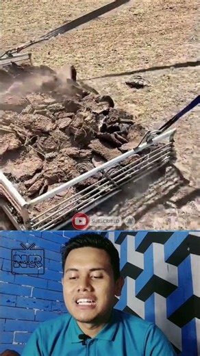 A Unique Way to Collect Cow Manure in Dry Grasslands #shorts