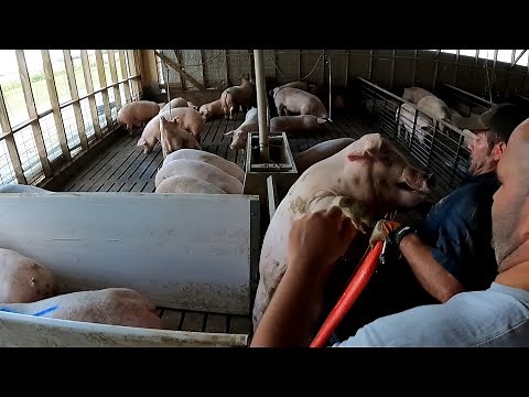 Its Time for some Hog Loading 101!