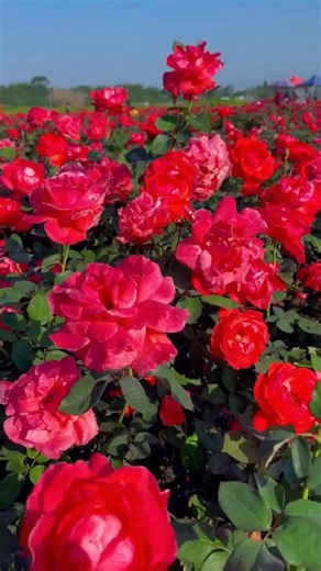 red roses garden | I love roses and followers