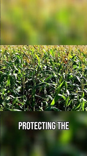 Wampanoag Life: Ancient Wisdom of the Three Sisters #shorts