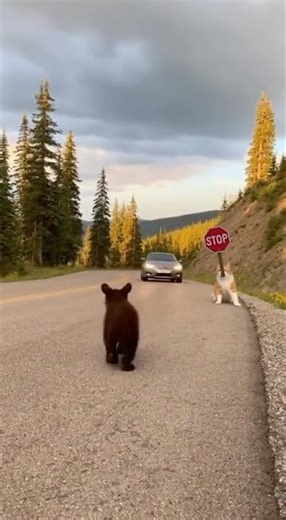 Orange Cat Saves Bear Cub! #bear #rescue