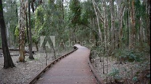Eucalyptus forest in Gold Coast, Australia, path inside woodland, nature park