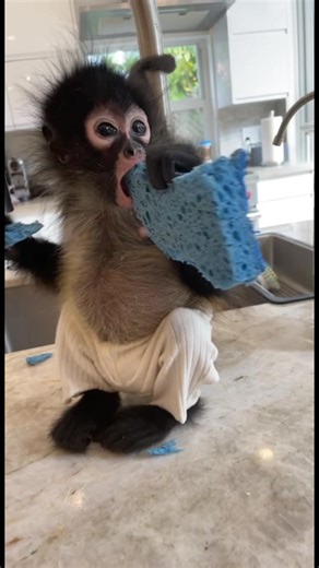 Spider Monkey Pet: Tips for Owning a Monkey as a Pet