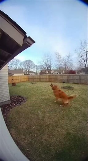 Doorbell Camera Catches Dog vs Squirrel Standoff #shorts #funny