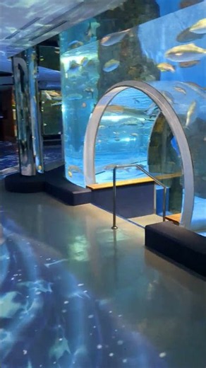 海の中にいるような雰囲気を楽しめる。プロジェクションマッピング のとじま水族館 一体型のアクリル水槽や魚群を間近に感じられる観察ドームが綺麗です