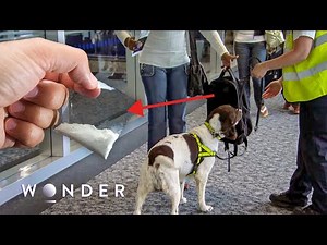 Sniffer Dog Sets Record For BIGGEST Drug Bust At Border