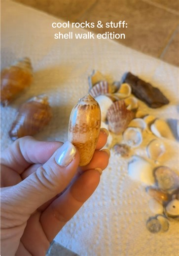 Discovering Unique Shells on Our Nature Walk