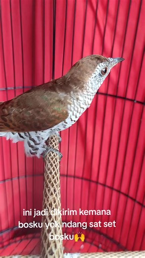 #fyp #masukberanda #pangestubf #muraibaturingpangestubf #masteran #masteranburung #masteranviral #masterankekinian #violetcuckoo #kedasihungu #kedasihviolet