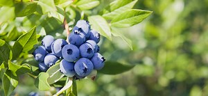 "Blueberry Powder: Is It As Healthy As Fresh Blueberries? (Nutrition,  Benefits, Dosage)"