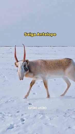 Saiga Antelope 🦌 #science #facts #trending #sciencefacts #reelitfeelit | Extro Astro
