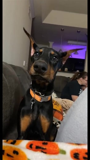 compilation of unnecessary barking and whining #doberman #dobermann #dobermanpinscher #dobermangang #dogsoftiktok | Zakiya And Mazikeen