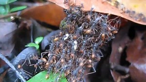 Watch these blind army ants build incredible living bridges. | Insider Tech