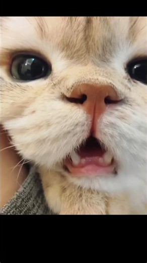 Meowing 🥺😺#cat #cute #shorts