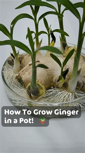212K views · 2.9K reactions | Growing Ginger at Home for an Endless Supply (and Getting it to Bloom) | Home & Gardening tips | Facebook