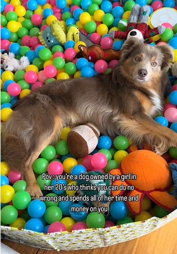 It’s his world, we’re all just living in it 👑 #fyp #bordercollie #dogsoftiktok #melbournedogs #dogtrend