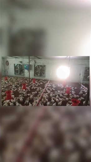 👉 “Complete system to keep the farm cool in summer | Fan + Cooling Pad Setup on”