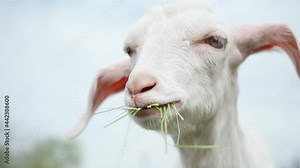 Closeup of Goat Chewing Green Grass. Young White Goat with Big Ears Chews Grass, Slow Motion. Farming and Livestock Concepts