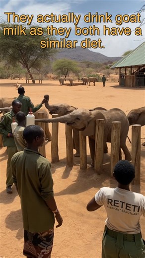 A day at Reteti Elephant Sanctuary with 42 baby elephants